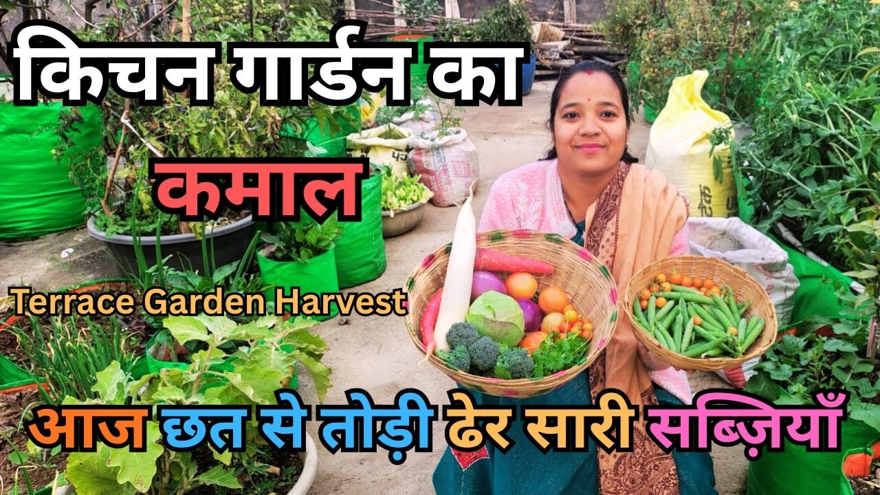 छत पर उगी सब्ज़ियों की शानदार Harvesting 🌱 | No Land Gardening