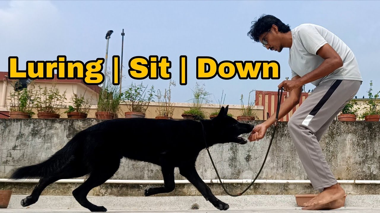 Teaching a Working Line German Shepherd Luring to Sit and Down