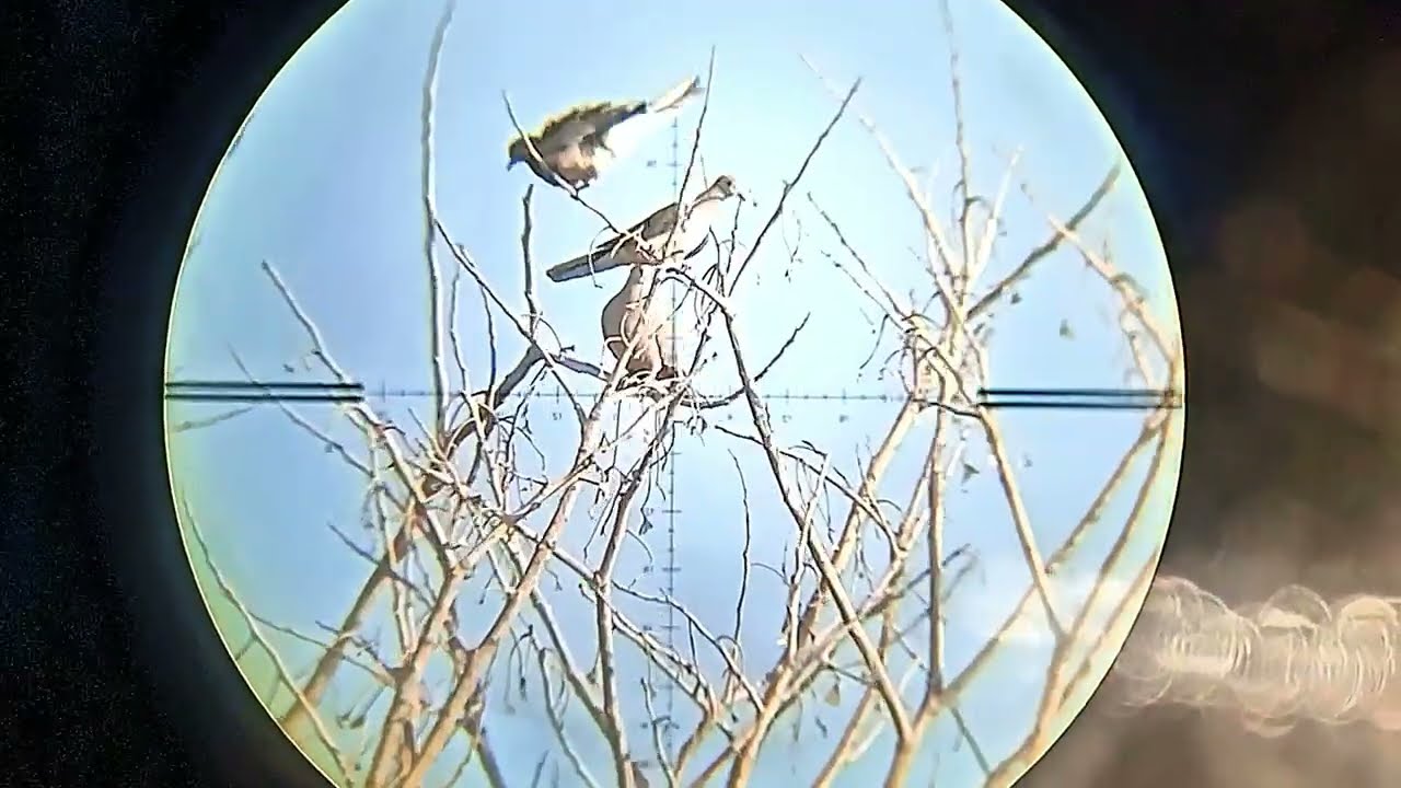 Extreme Bird Hunting 2025 | Dangerous Airgun Hunt in Bergen Forest#birdhunting 
