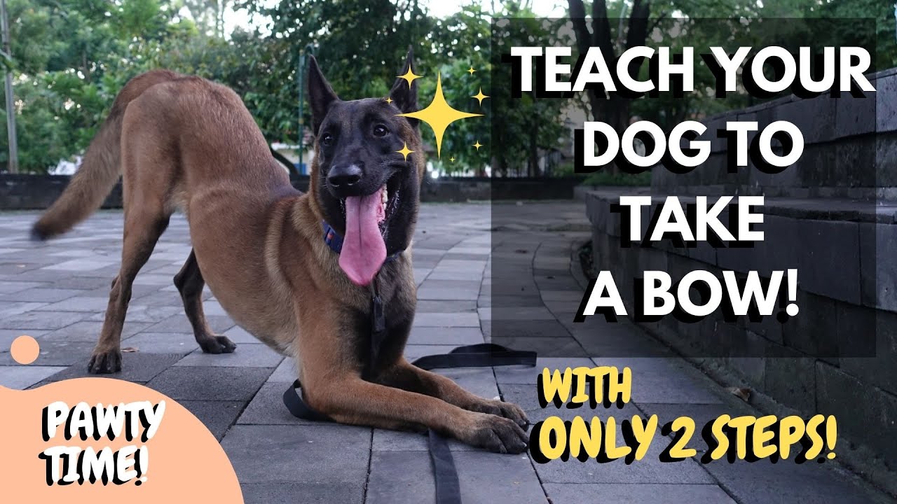 Take A Bow! | Teach Your Dog To Bow!