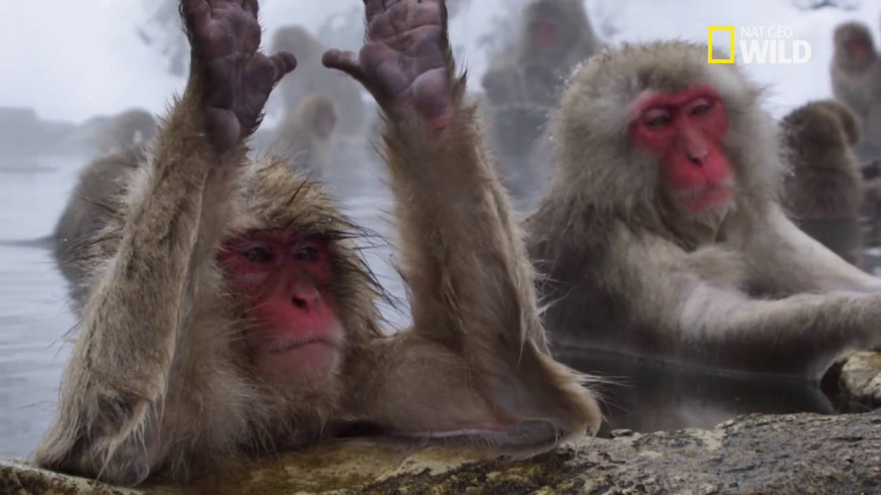 Les macaques japonais