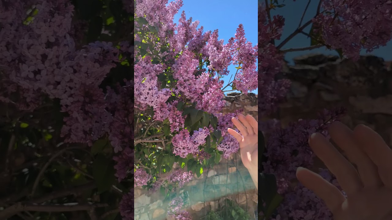 LA PRIMAVERA, AL LILO ALTERA (Syringa vulgaris) #shorts