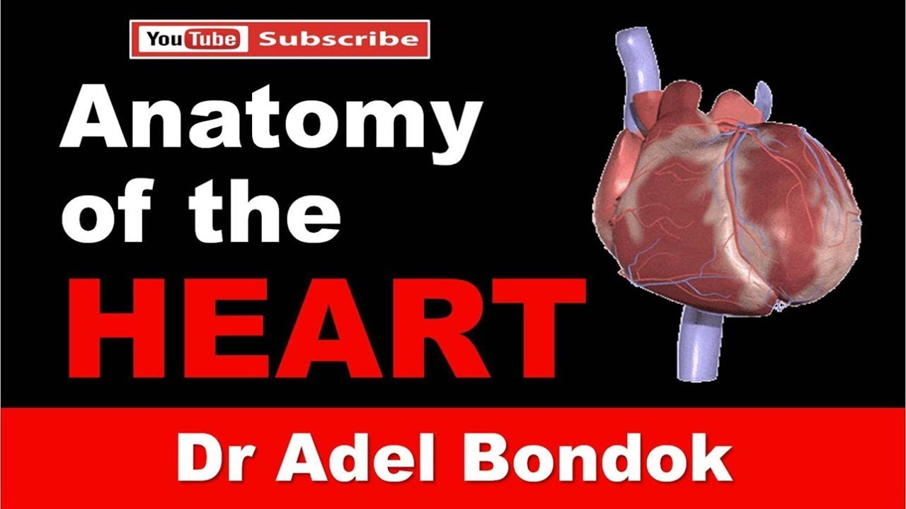 Anatomy of the Heart, External and Internal Features, Dr Adel Bondok