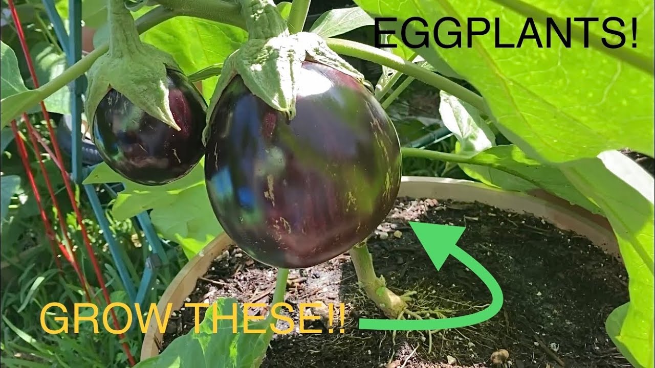 How to GROW HUGE EGGPLANTS in containers!