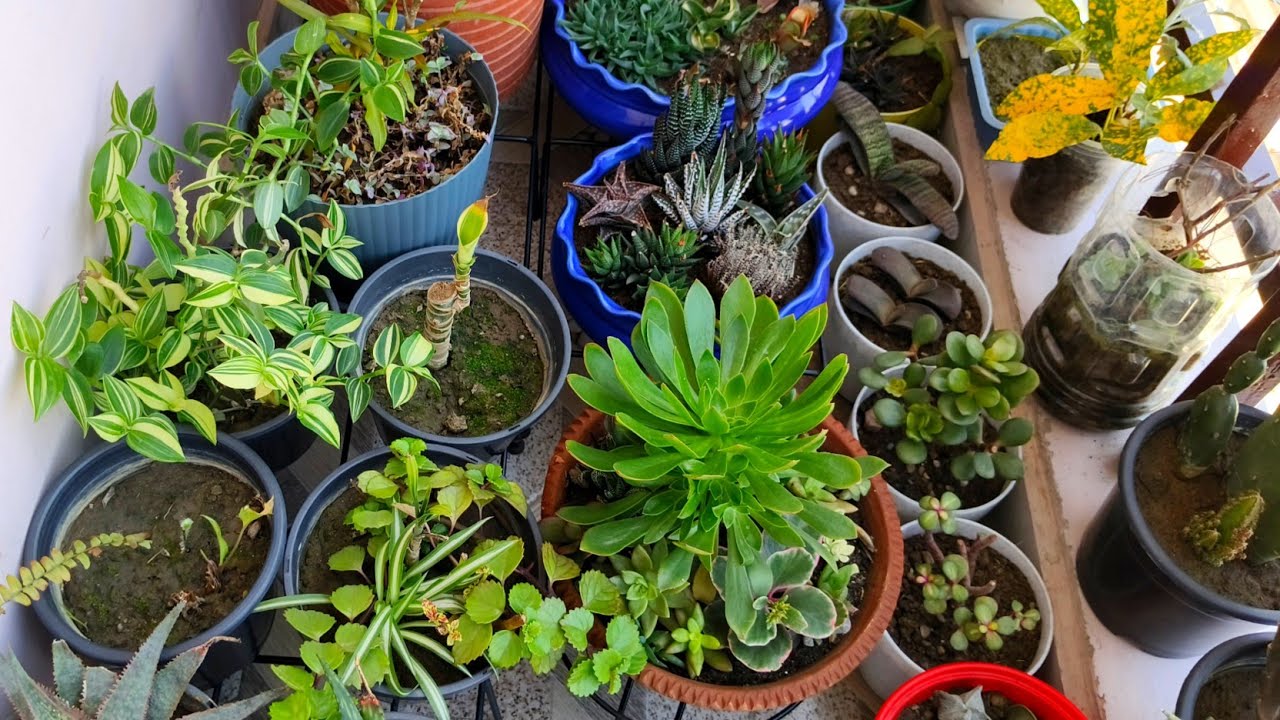 सक्यूलेंट्स के साथ भर गई मेरी छोटी सी बालकनी || Trying to save my succulents in summer season