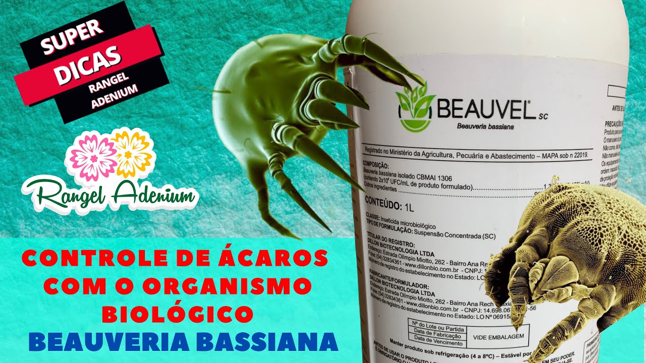 Testei a Beauveria Bassiana nas Rosas do Deserto - Confira os Resultados