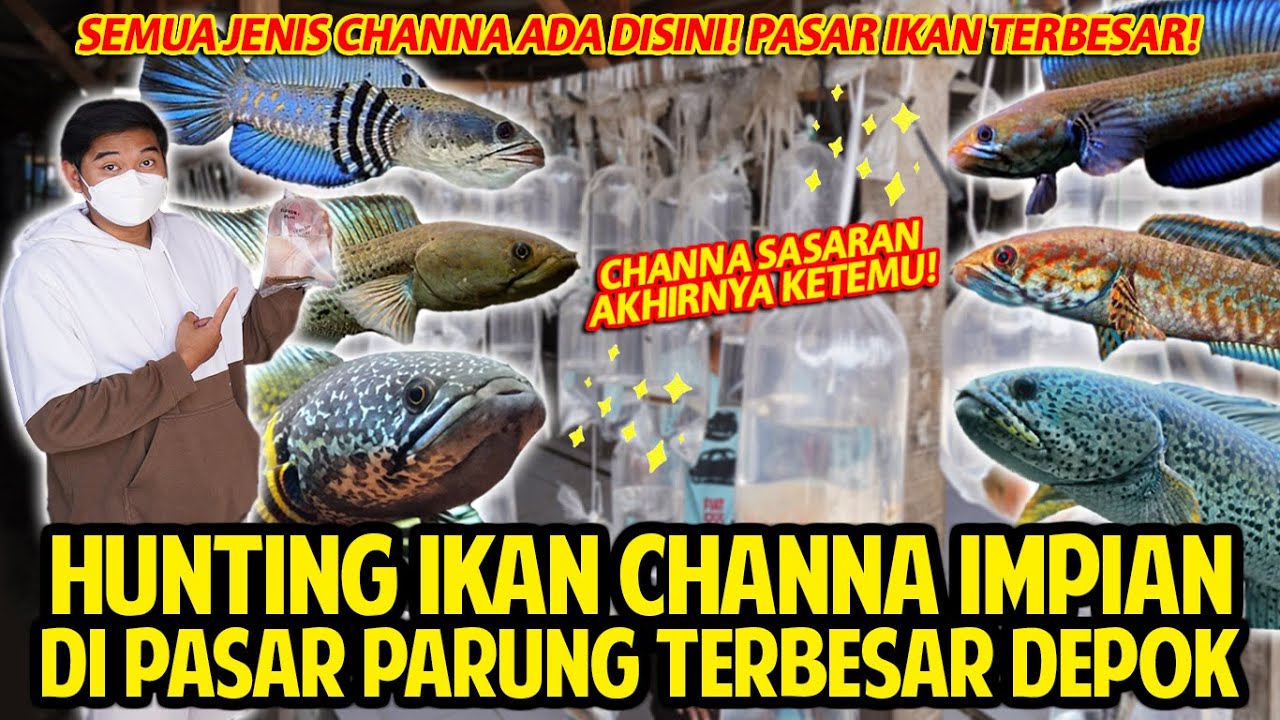 HUNTING IKAN CHANNA IMPIAN DI PASAR IKAN PARUNG TERBESAR DI DEPOK! IKAN SASARAN AKU KETEMU! LENGKAP!