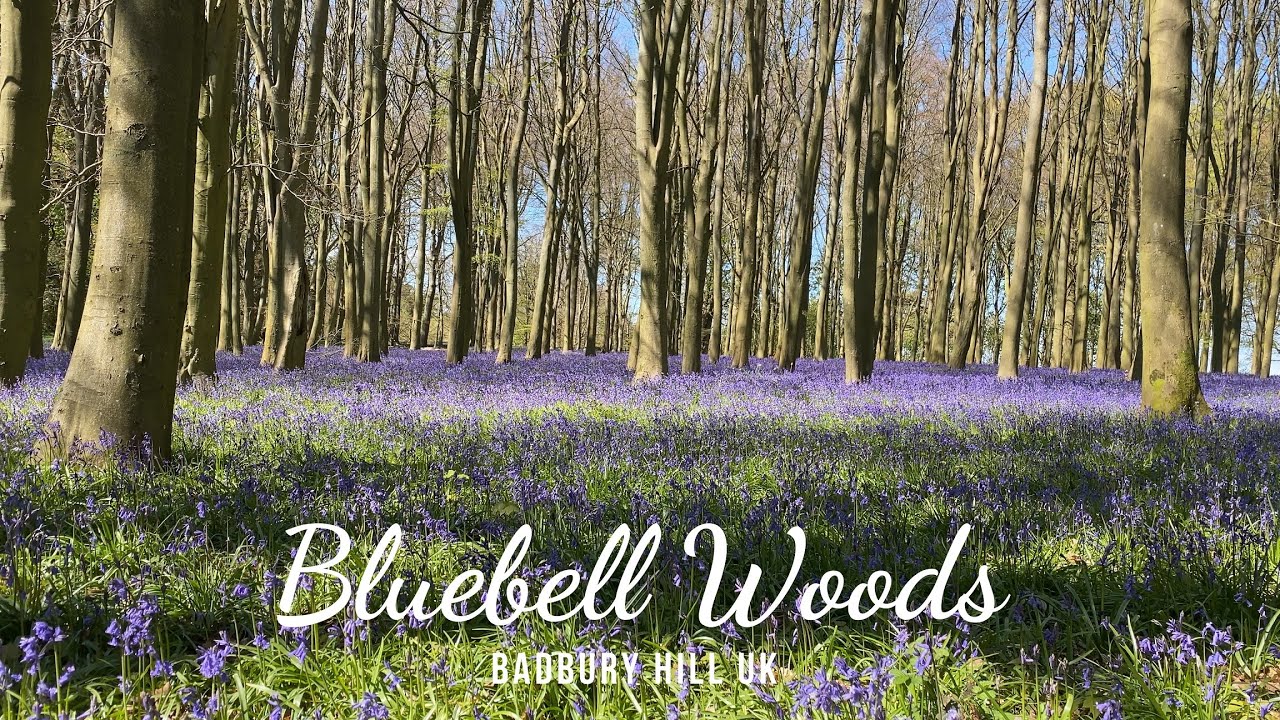 Bluebell Woods | Badbury Hill, UK (4K)