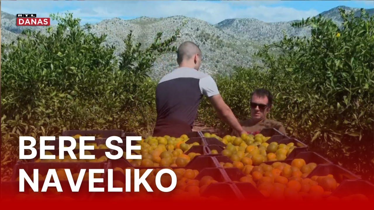 Počela berba mandarina. Iako je rod manji nego lani, kvaliteta je vrhunska | RTL Danas