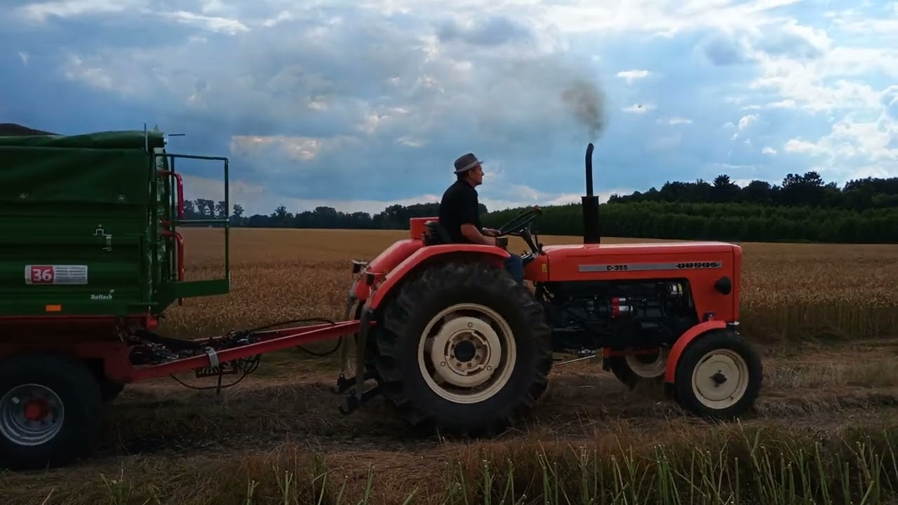 Żniwa Rzepak 2025- Ursus c-355 &Przyczepa Autosan + Pronar