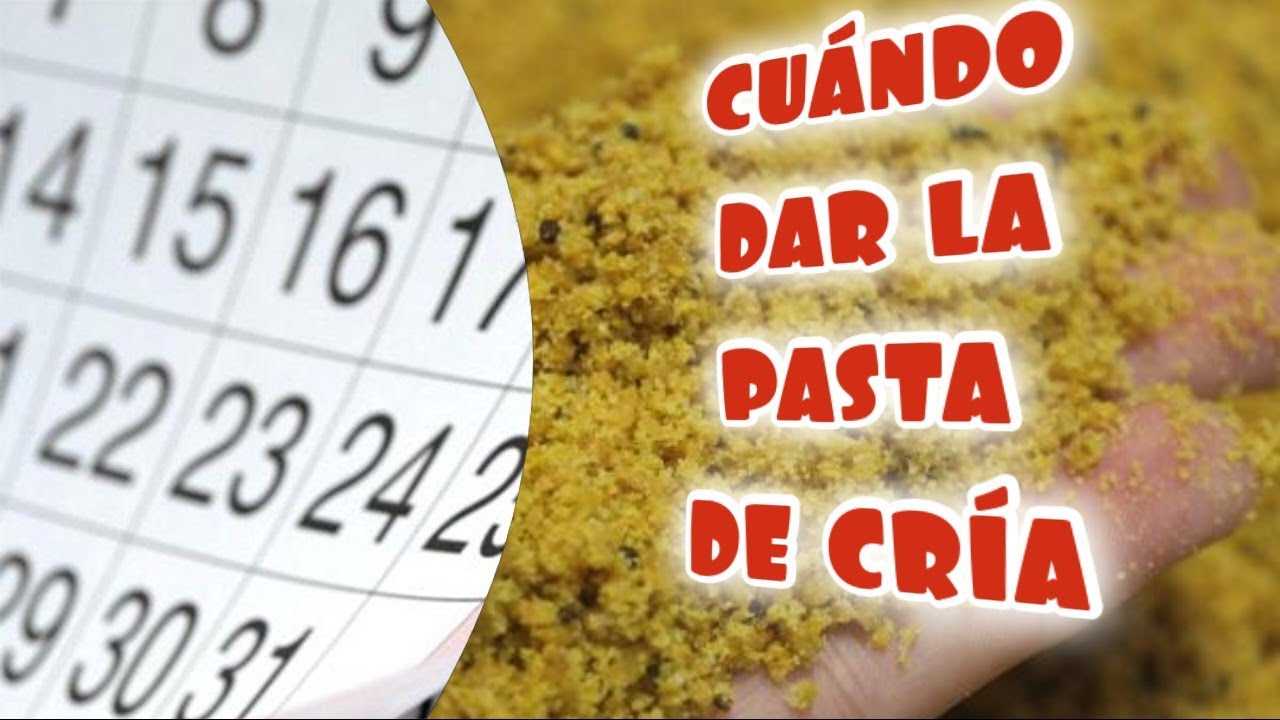 Cu&aacute;ndo dar pasta de cr&iacute;a