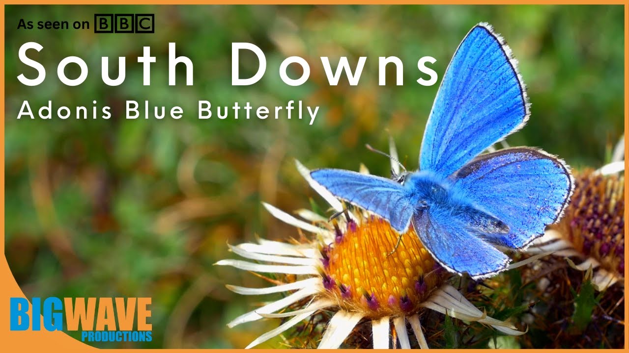 Adonis Blue Butterfly - Mesmerising species found in the South Downs (BBC)