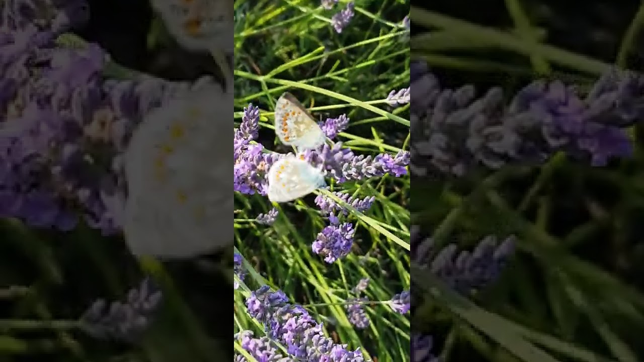 Polyommatus icarus.تزاوج فراشه