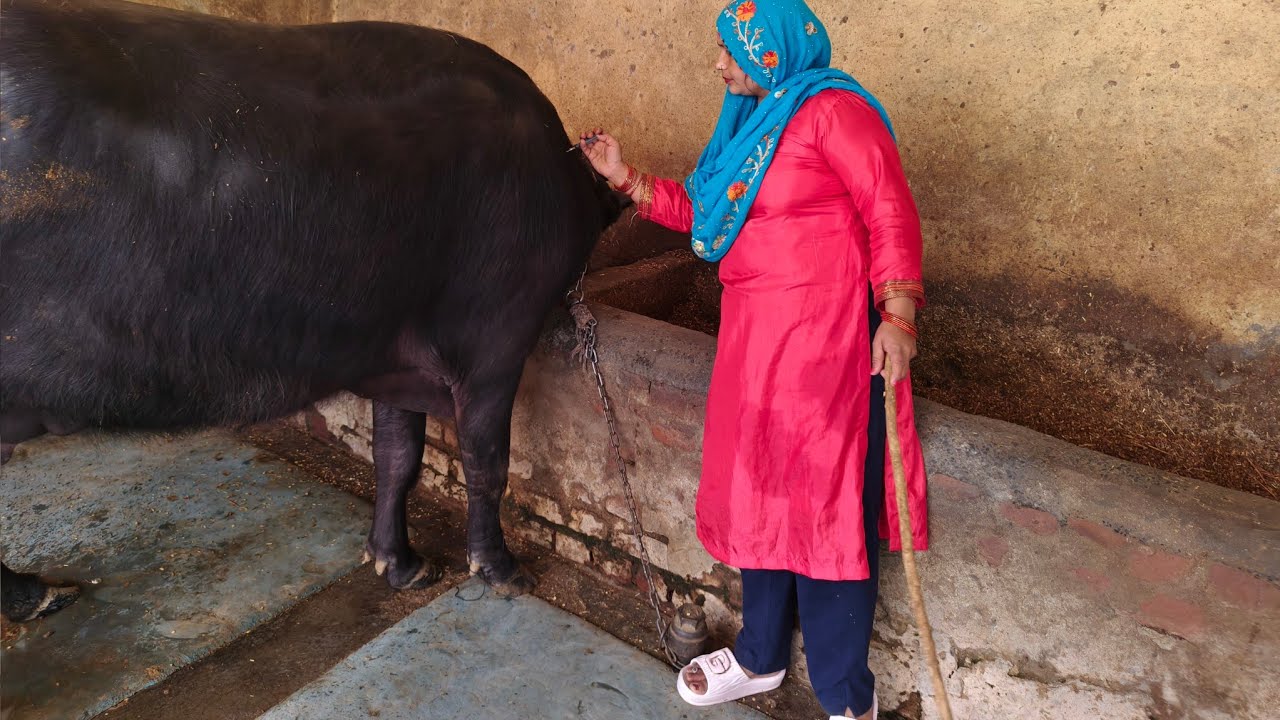 #ये भैंस डंडा लेकर भी दूध नहीं निकलने देती#🐄👈🤷‍♀️ #buffalomilkingvideo#villagelife#villagewomen