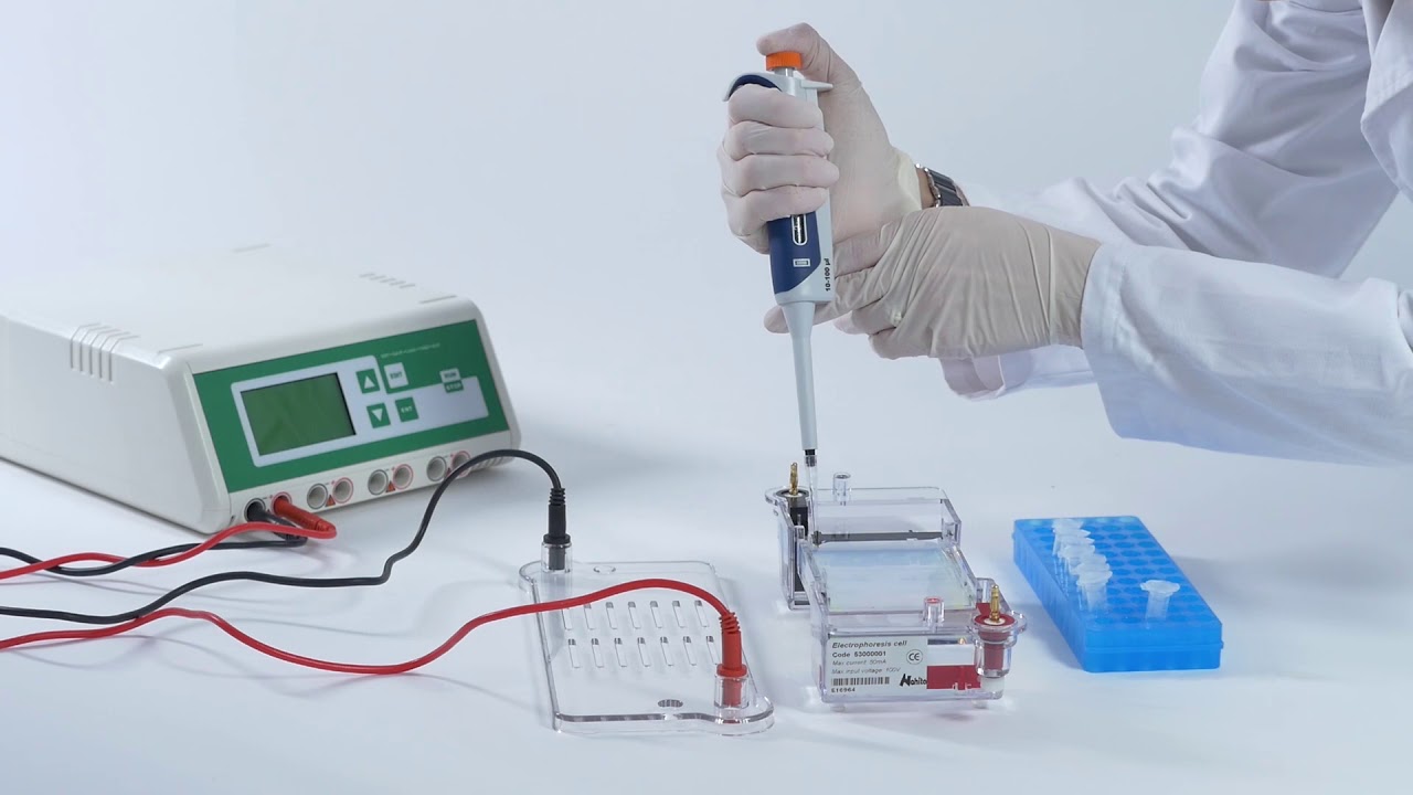 Electrophorèse horizontale à gel d´agarosa
