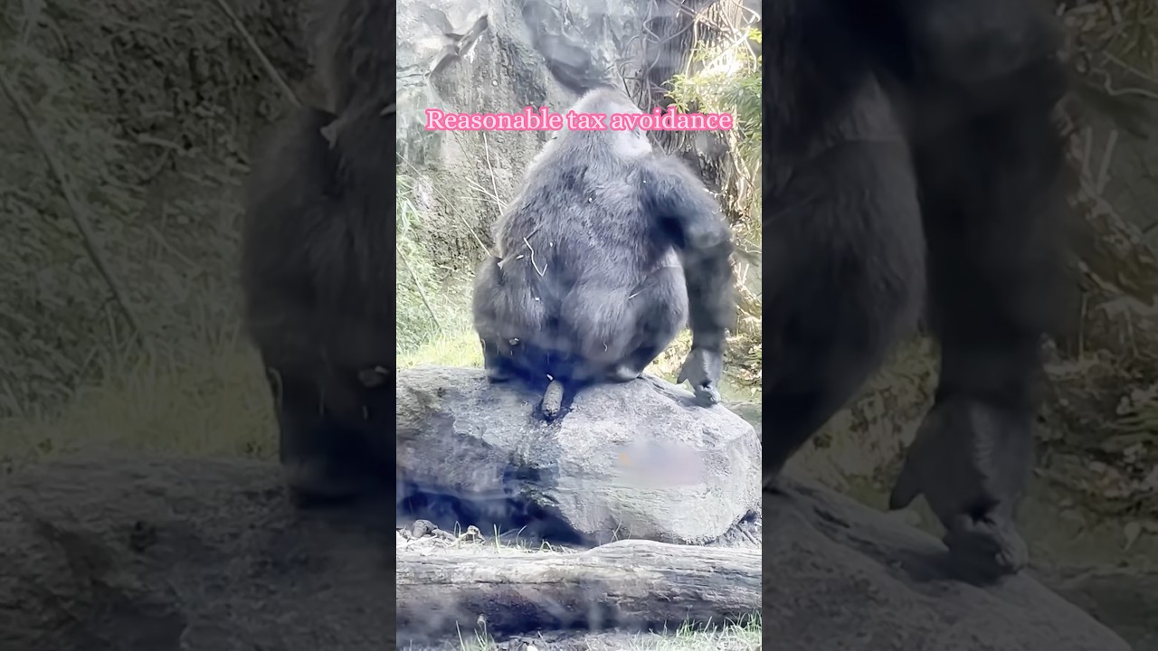 I suspect they are trying to evade taxes#chimpanzee #ape #fyp #animals #funn
