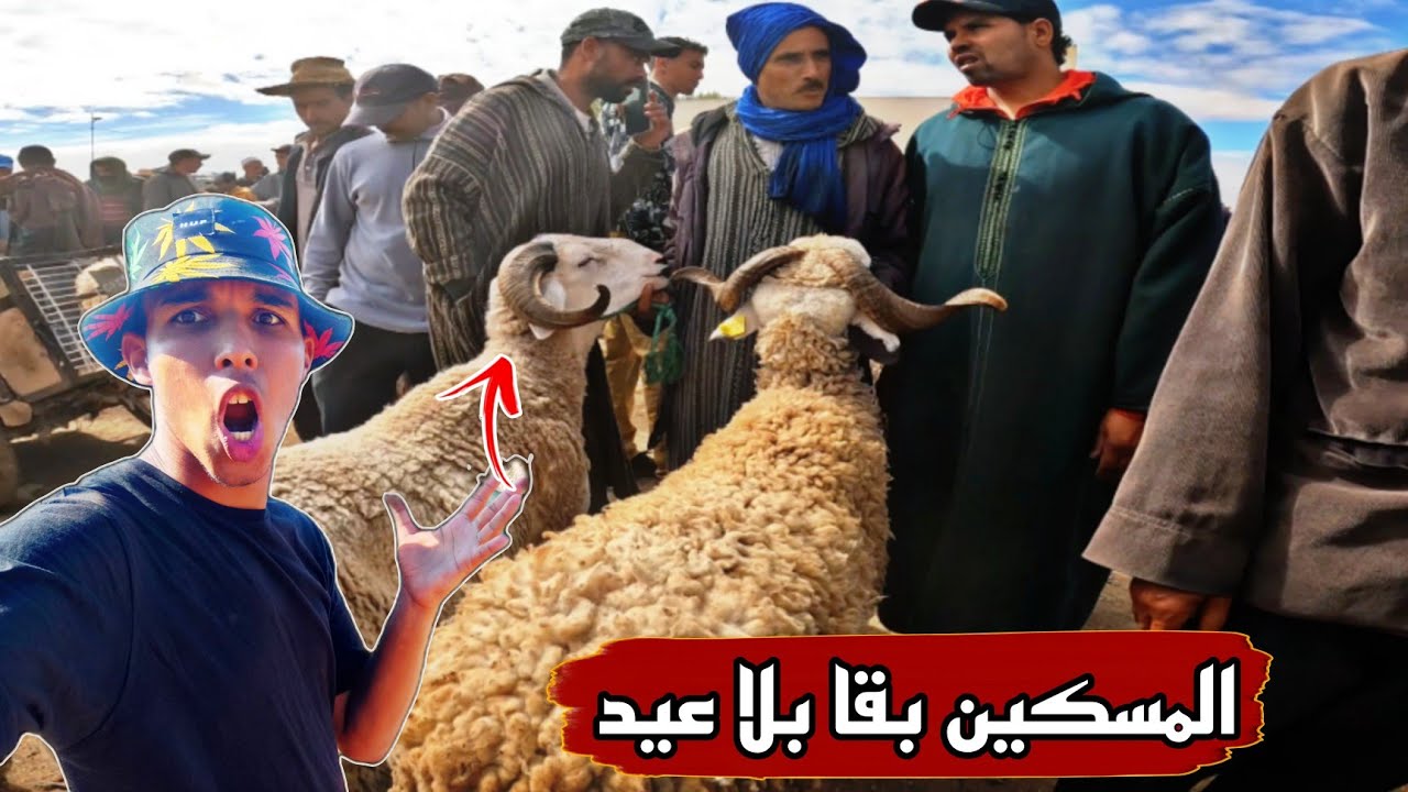 ثمن الحولي اليوم  من سوق تفتاشت الصويرة الثمن مزال طالع رغم وفرة أضحية العيد
