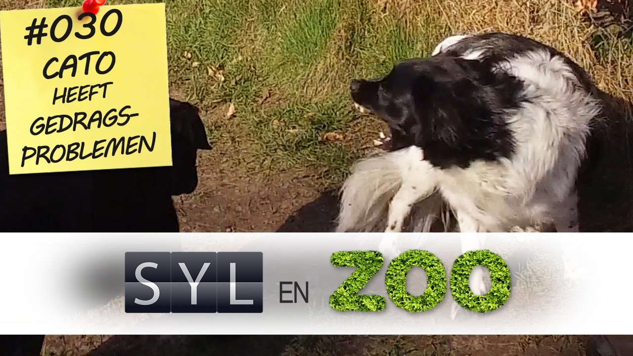 Probleemgedrag bij honden- Angsthappen - Syl en ZOO - VLOG 