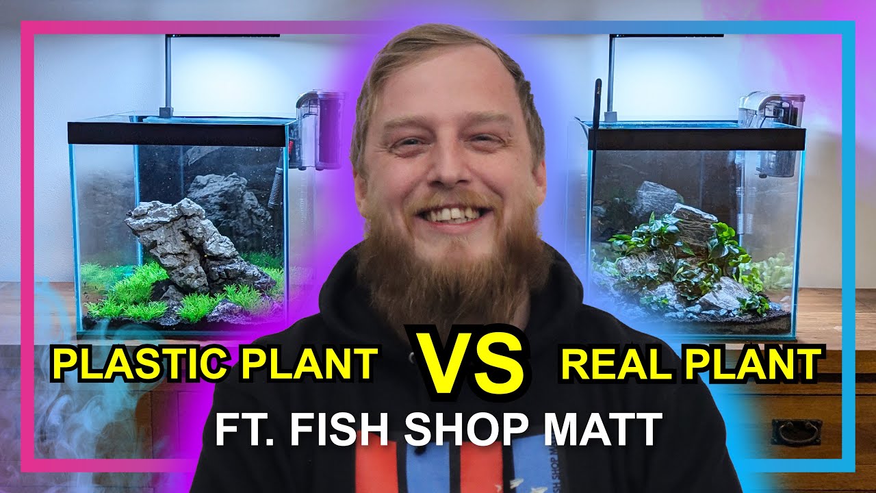 Plastic Plants VS Real Plants | @FishShopMatt Aquascapes Two Aquariums at Our Sales Managers House!