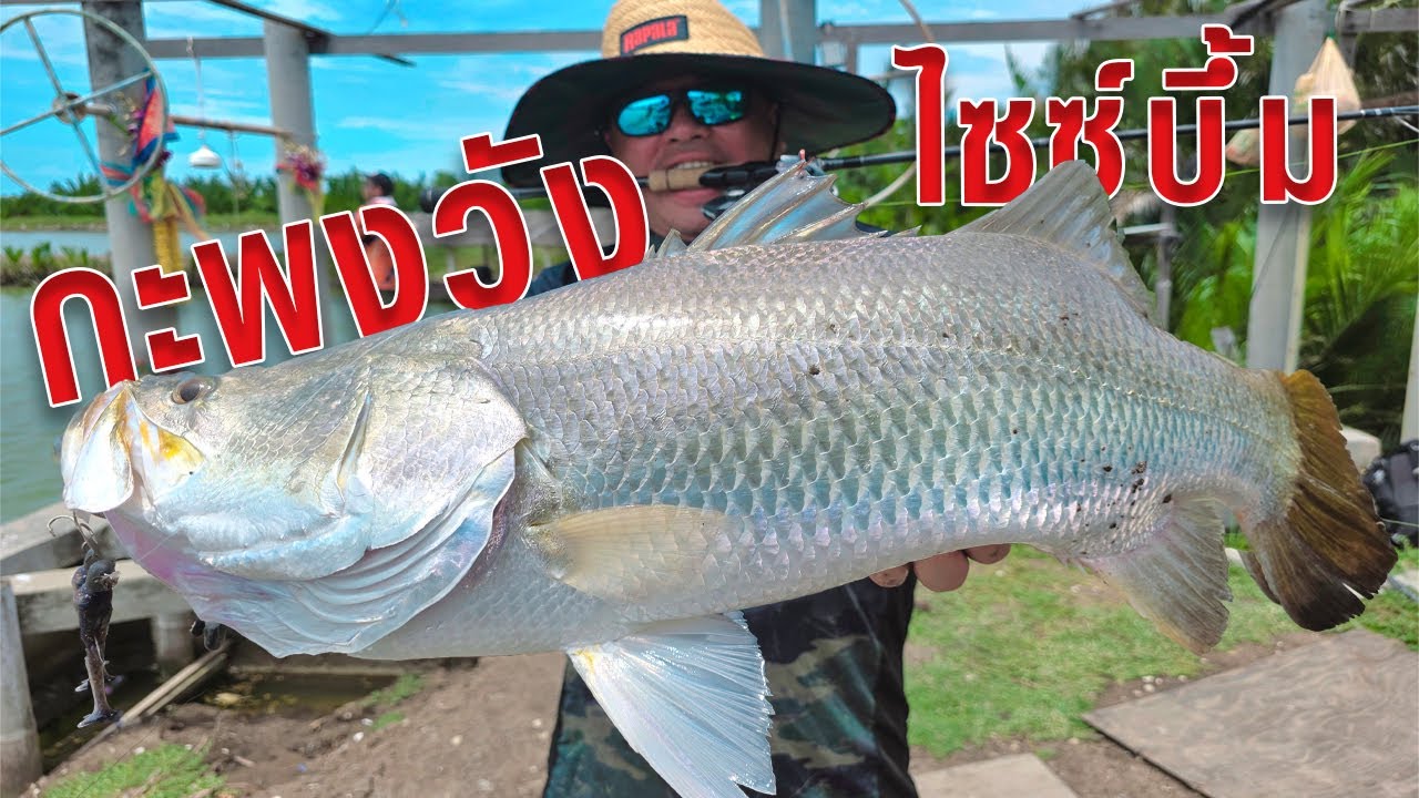 เอาคัน Rapala Pango ไปล้วงกะพงวังน้ำท้าย | ไซซ์ดีมาก