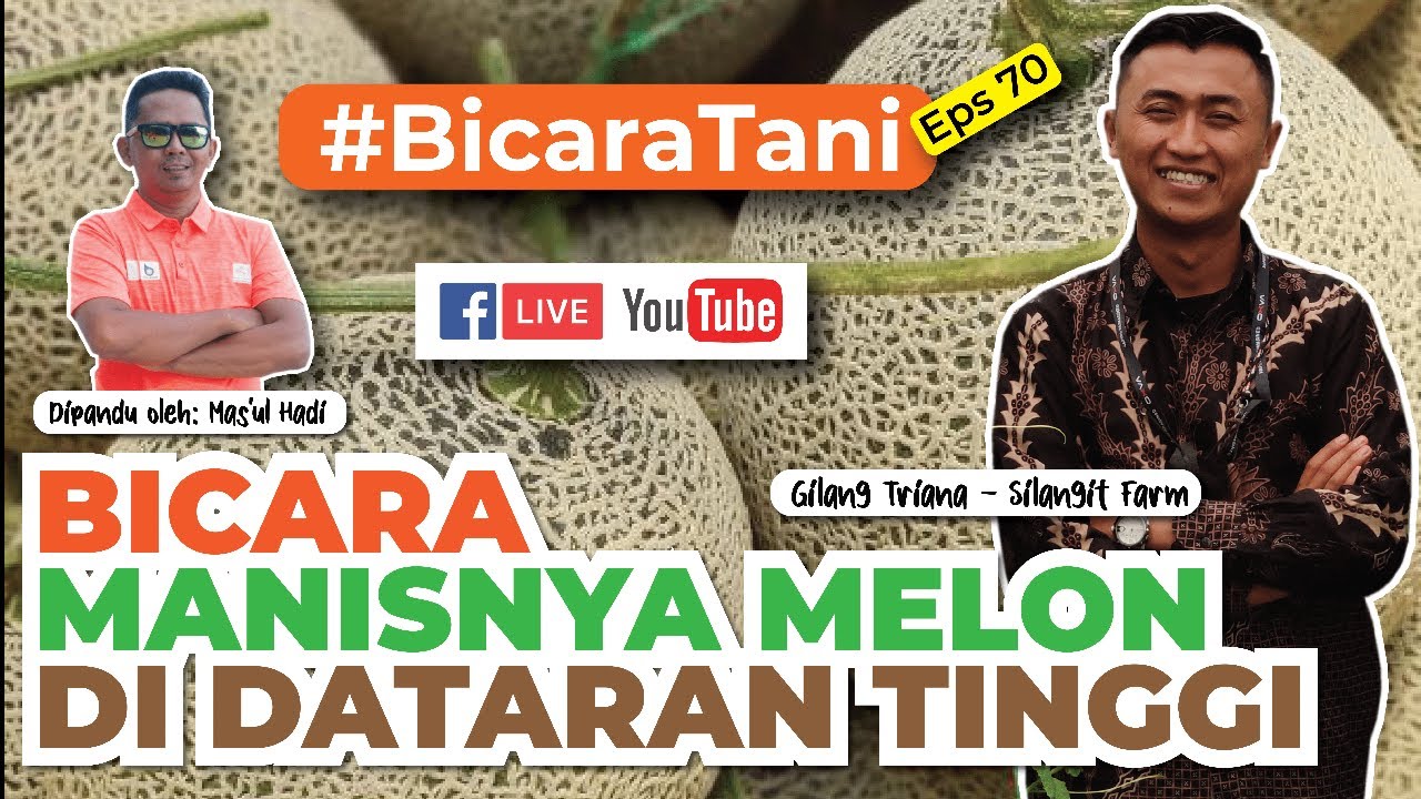 🍈🍈 MELON DATARAN TINGGI - Malah Bagus & Manis 💚 | SILANGIT FARM - Bicara Tani #70