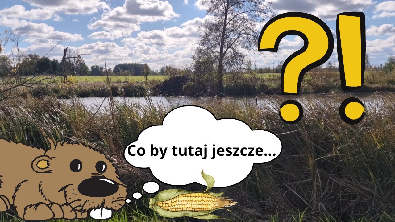 Kukurydza, Bobry...