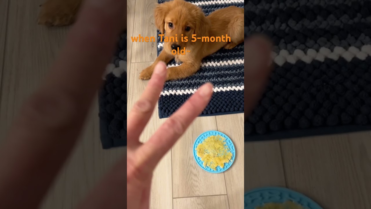 what a cute puppy when Tani was 5-month  old  