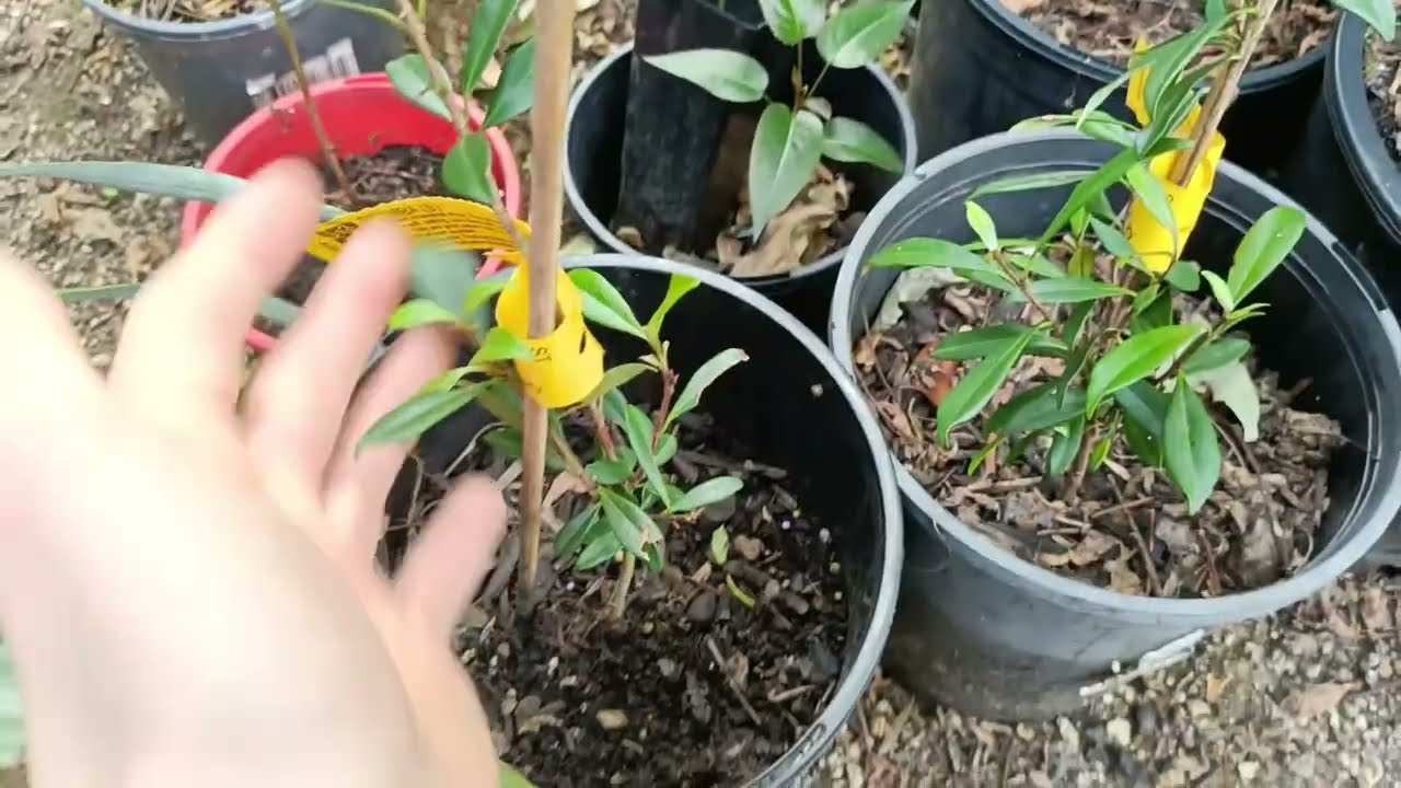 Early Summer Garden Tour! - Rare, Exotic and Tropical Fruit Trees thriving in Sydney Australia
