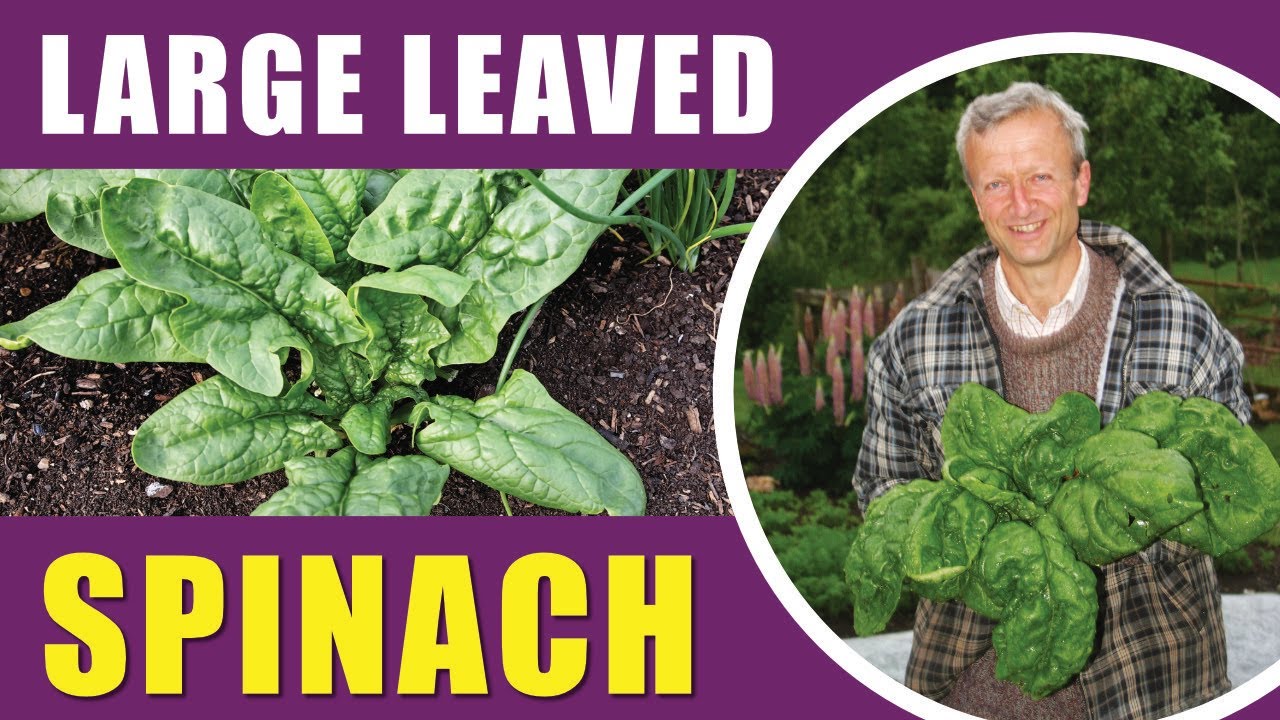 How to Grow Spinach | Best Sowing Times, Varieties & No Dig Growing
