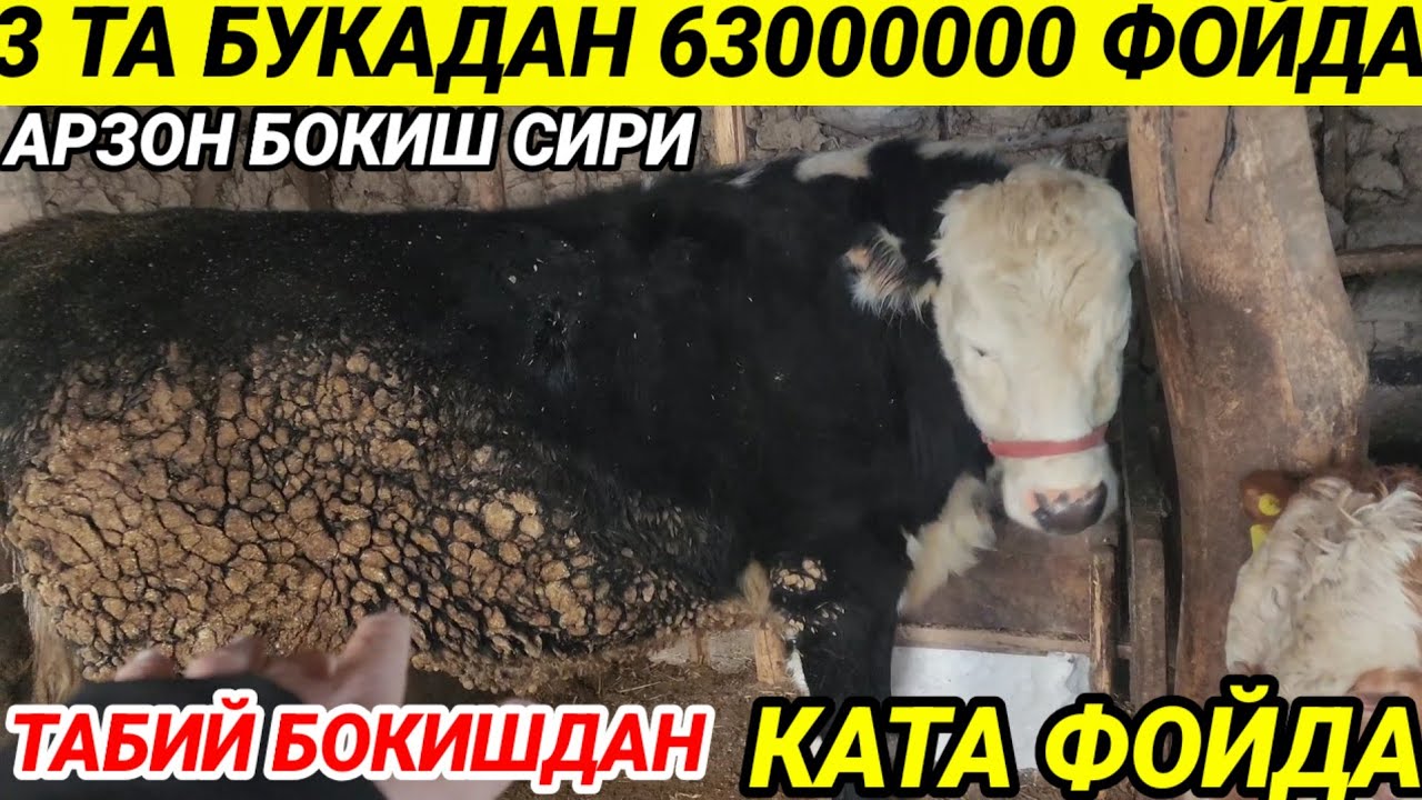 Qishloqda buqalar arzon boqiladi 63000000 foyda+998999766610