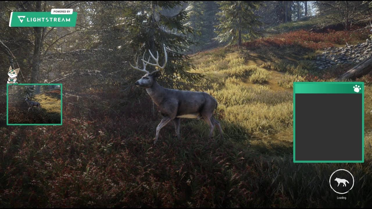 My Stream