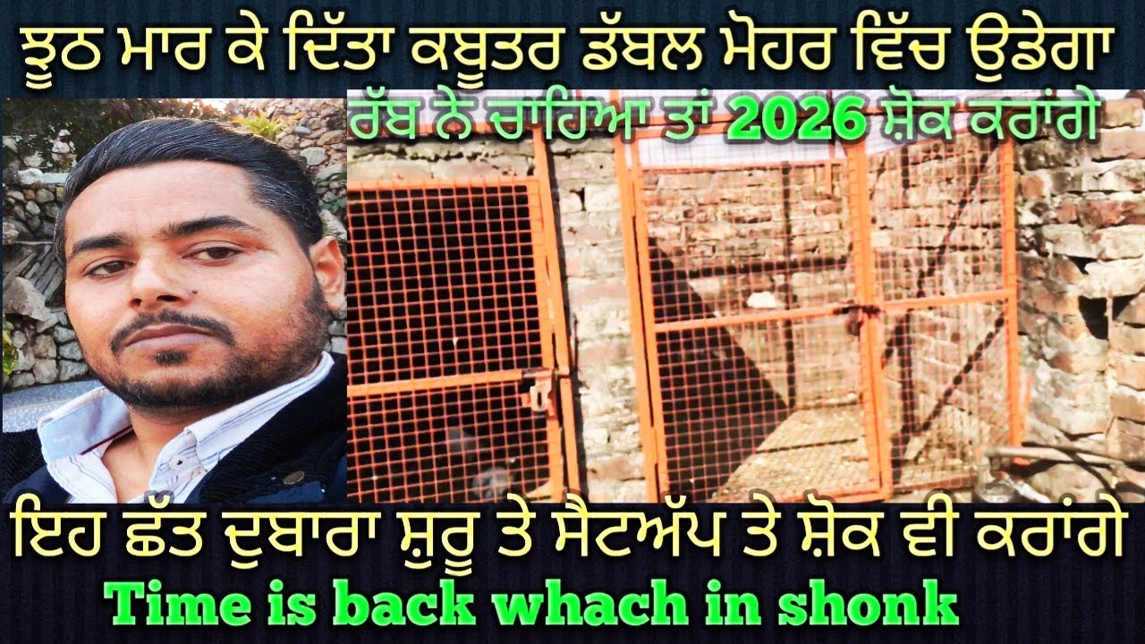 JUST SHONK KASURI KABUTER DA SHONK || #kabuterbazi #shortvideo #shok #viralshort #kawarbatthpigeon