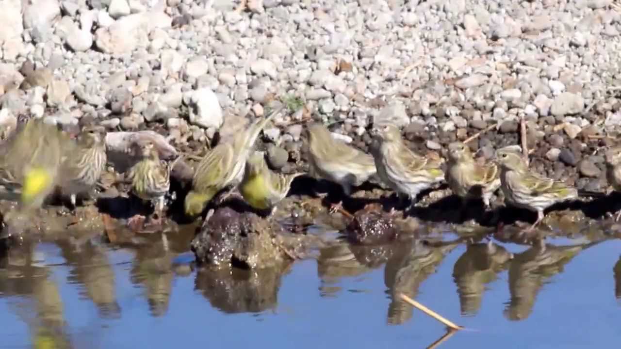 European Serin  (Serinus serinus) - Cyprus