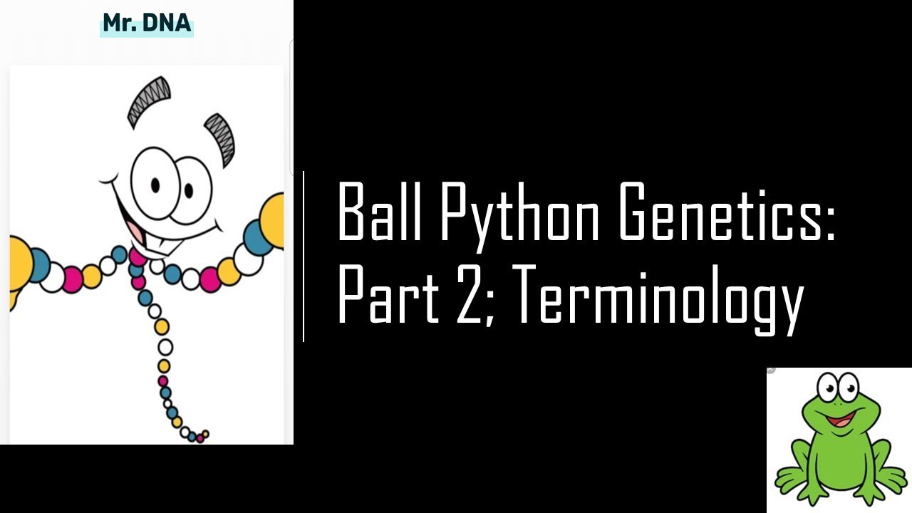 Ball Python Genetics Part 2