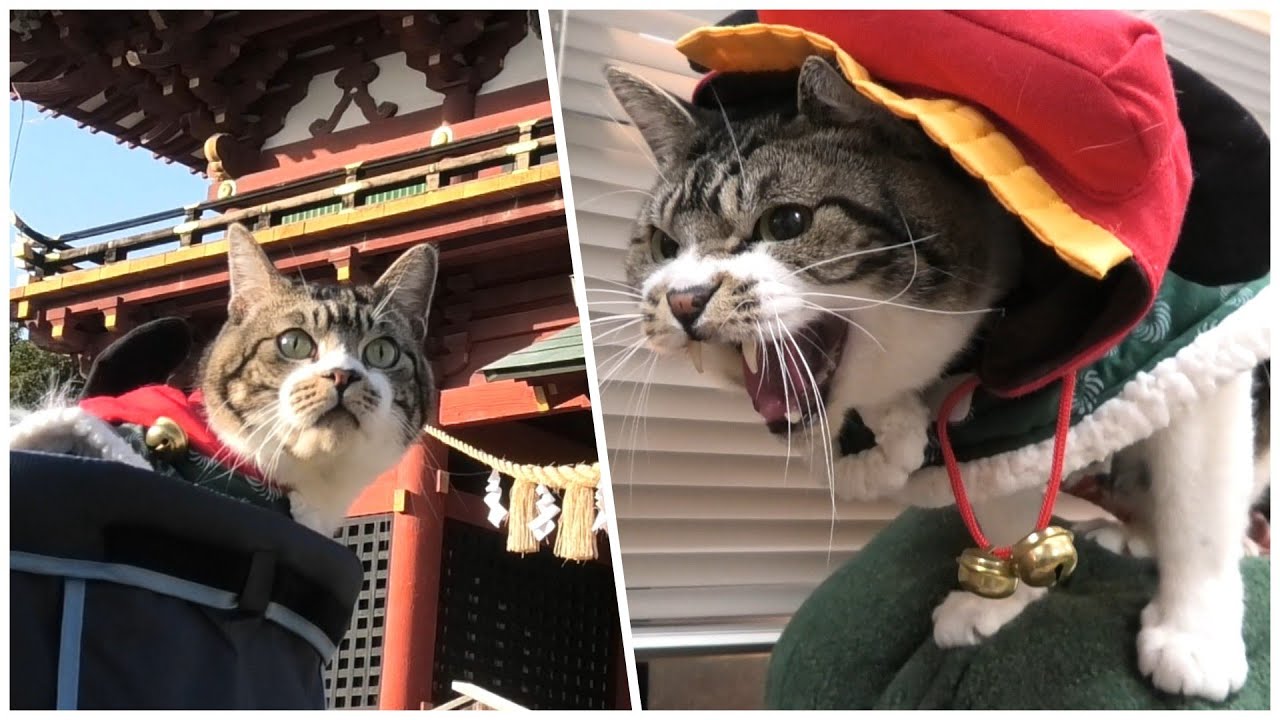 獅子舞になってお出かけするリキちゃん☆神社初詣＆動物病院　2020年１月の思い出　【リキちゃんねる　猫動画】 キジトラ 猫のいる暮らし