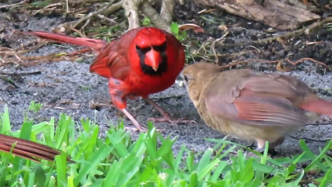 A must-see! An entire Red Cardinal bird family picnic #funnyvideo #birdlovers #angels