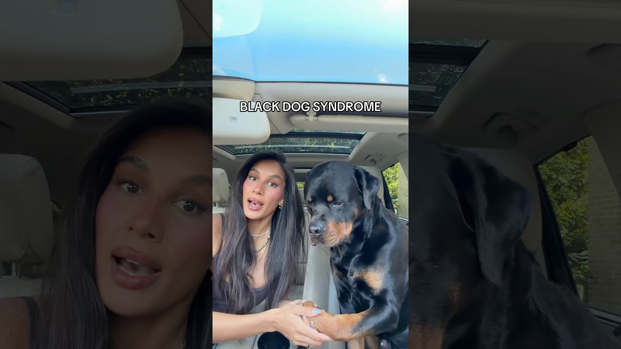 Вы слышали о синдроме черной собаки? 🥹 @nalatheneedyrottie #ротвейлер #синдромчернойсобаки #черна...