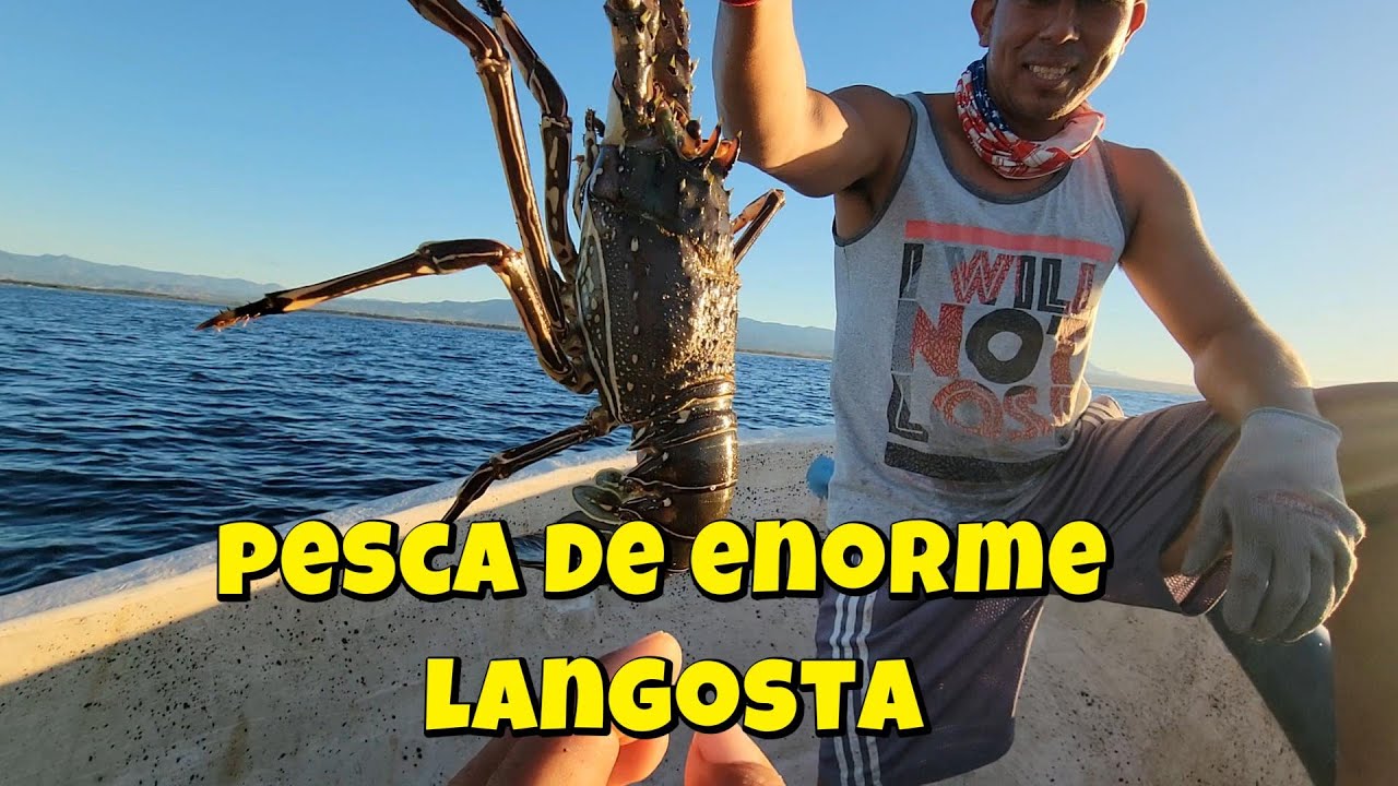 Salvando a un habitante del mar  Liberación de una langosta enhuevada