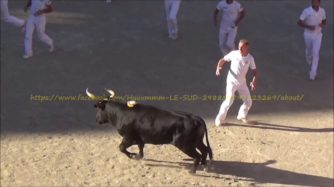 Arles-Finale des As-Taureau MIGNON-08/10/2017-Course Camarguaise-Finale Trophée des As