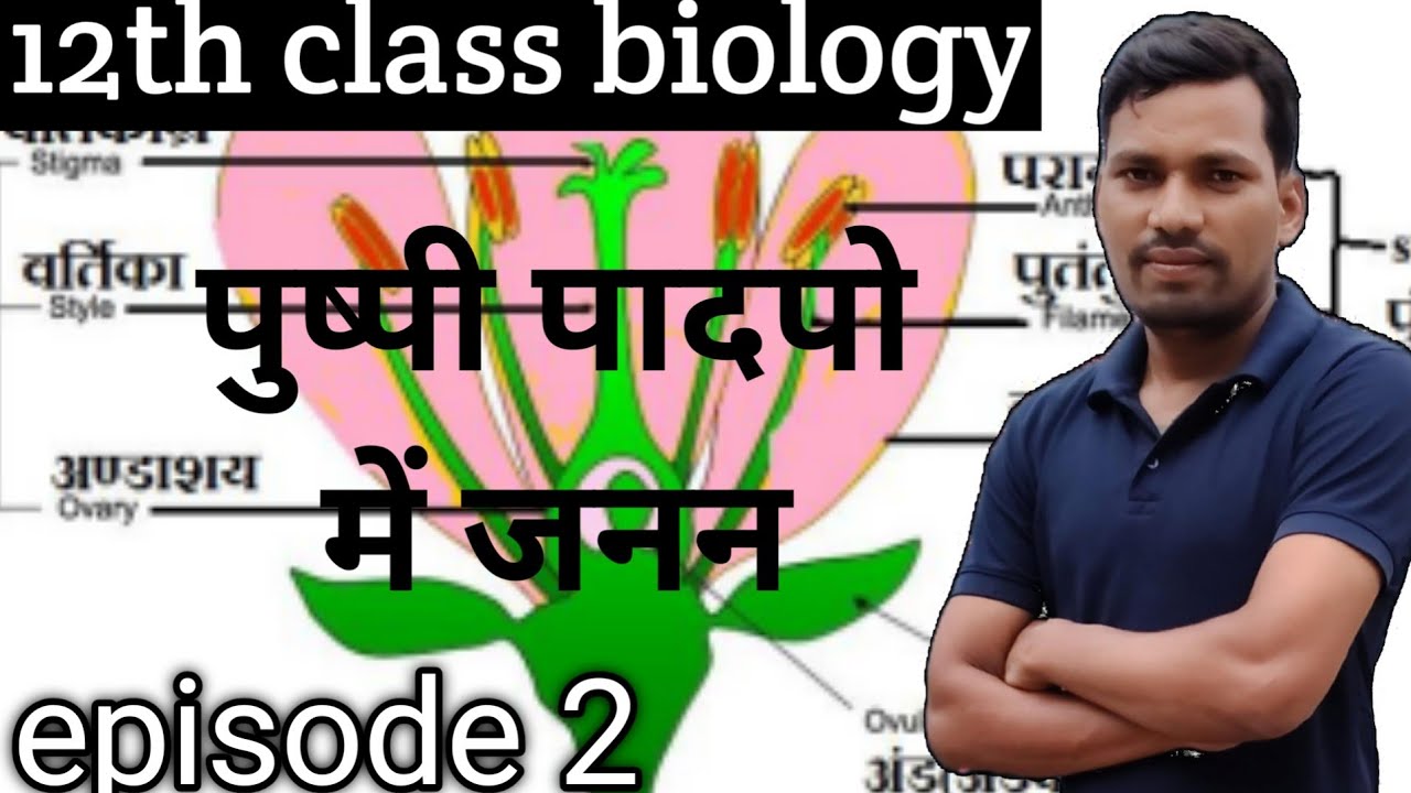 #पुष्पी पादपो में जनन 12th class biology#12th class biology पुष्पी पादपो में जनन#पुंकेसर#स्त्रीकेसर