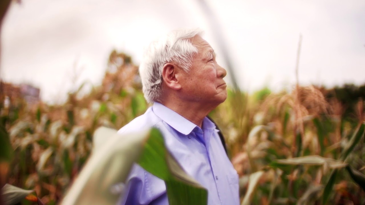 瘂弦〈紅玉米〉