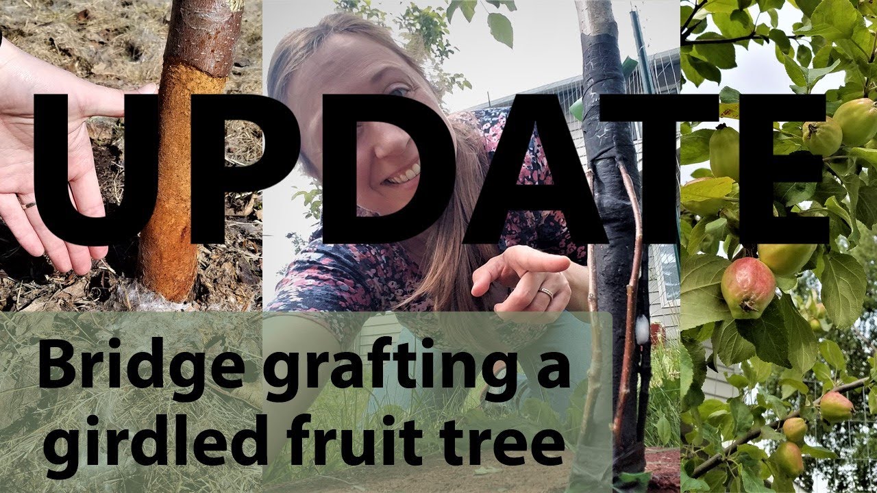 UPDATE - Bridge Grafting Severely Stripped/Girdled Fruit Trees