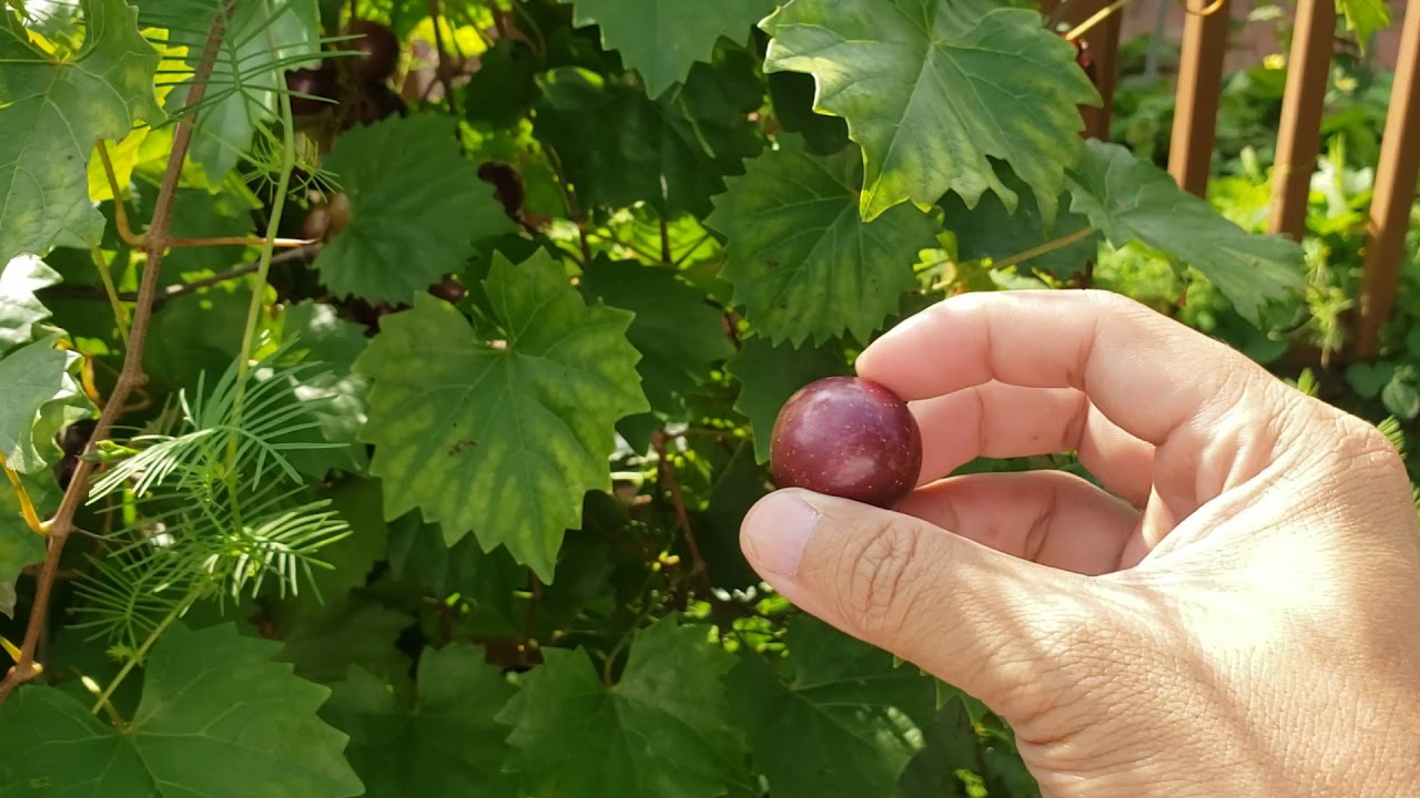 Growing Muscadine Seedlings Conclusion