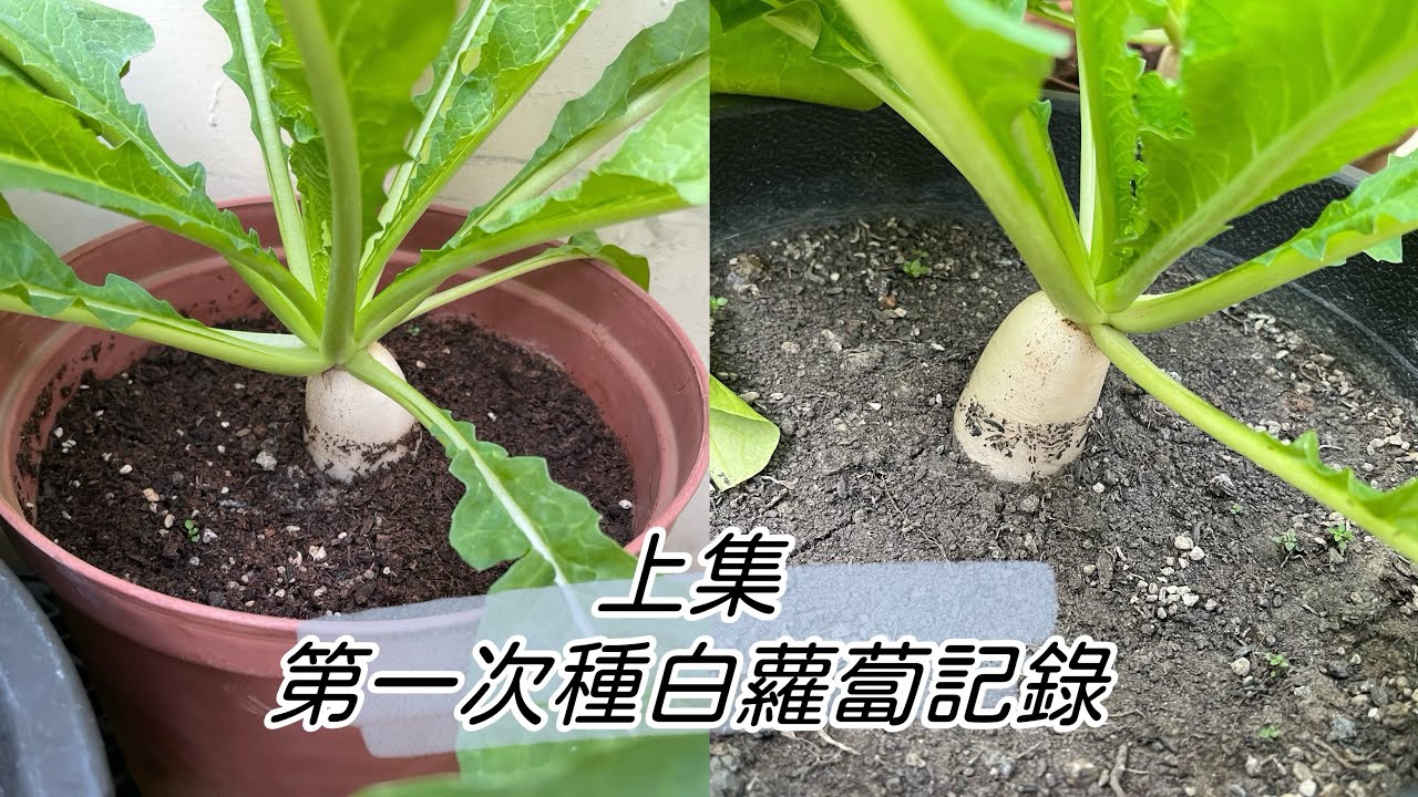 ［新手種植·白蘿蔔上集］第一次嘗試用盆栽種植白蘿蔔，很有趣～季節很重要‼️