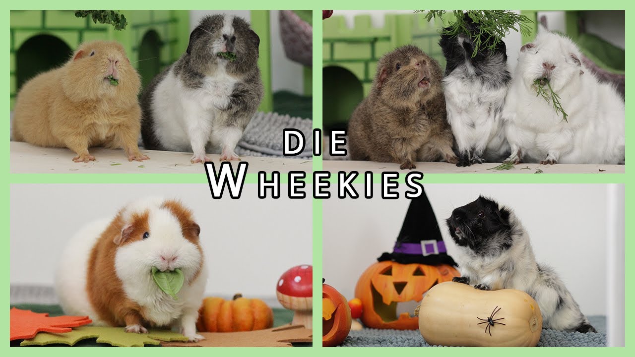 Willkommen bei den Wheekies - Kanaltrailer