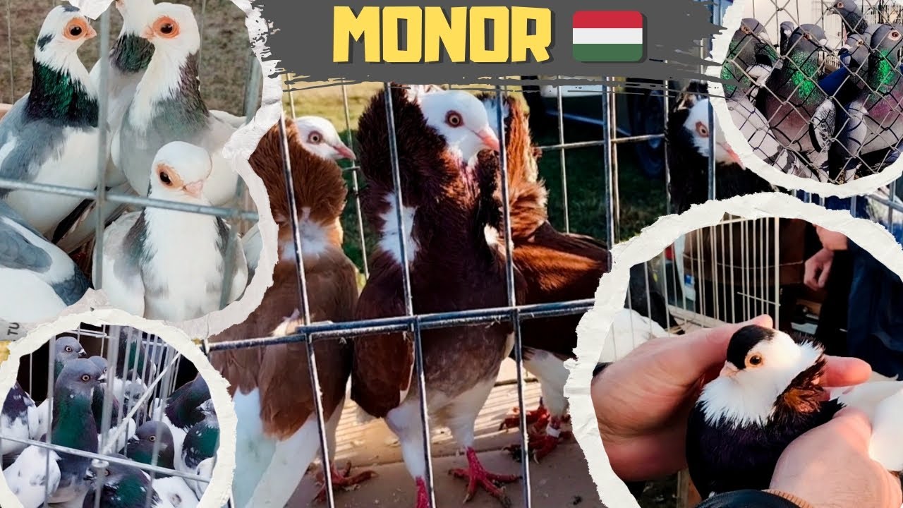 Węgry Monor 08.03.2026 Gołębie na Największej Giełdzie Zwierząt w Europie 💥