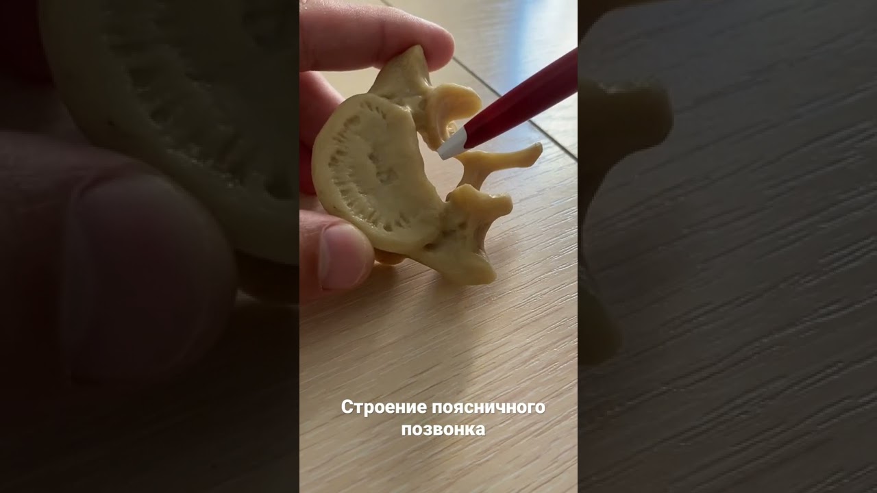 Строение (анатомия) поясничного позвонка