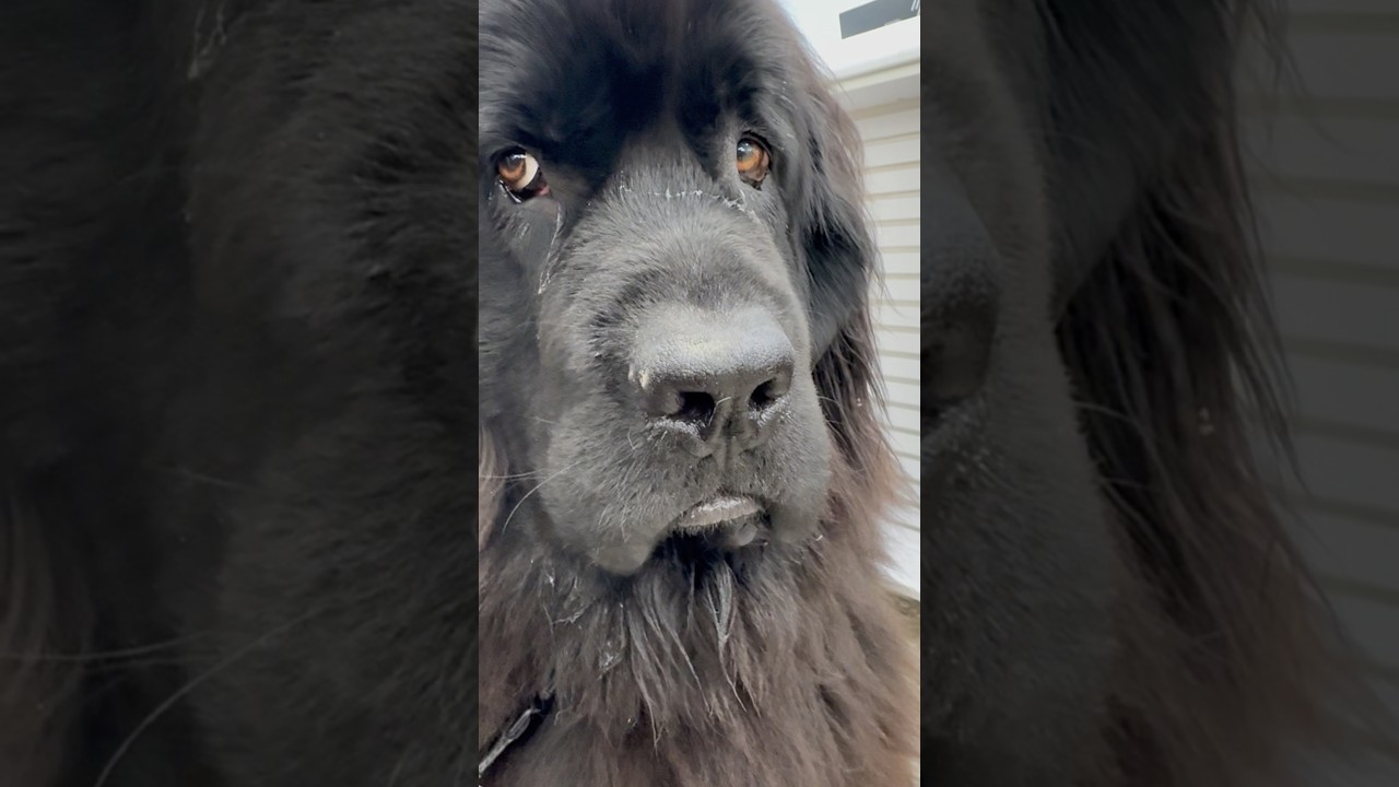 Newfoundland Dog is NOT happy to be at the groomers&rsquo; #newfoundlanddog #goldenretriever #dogs