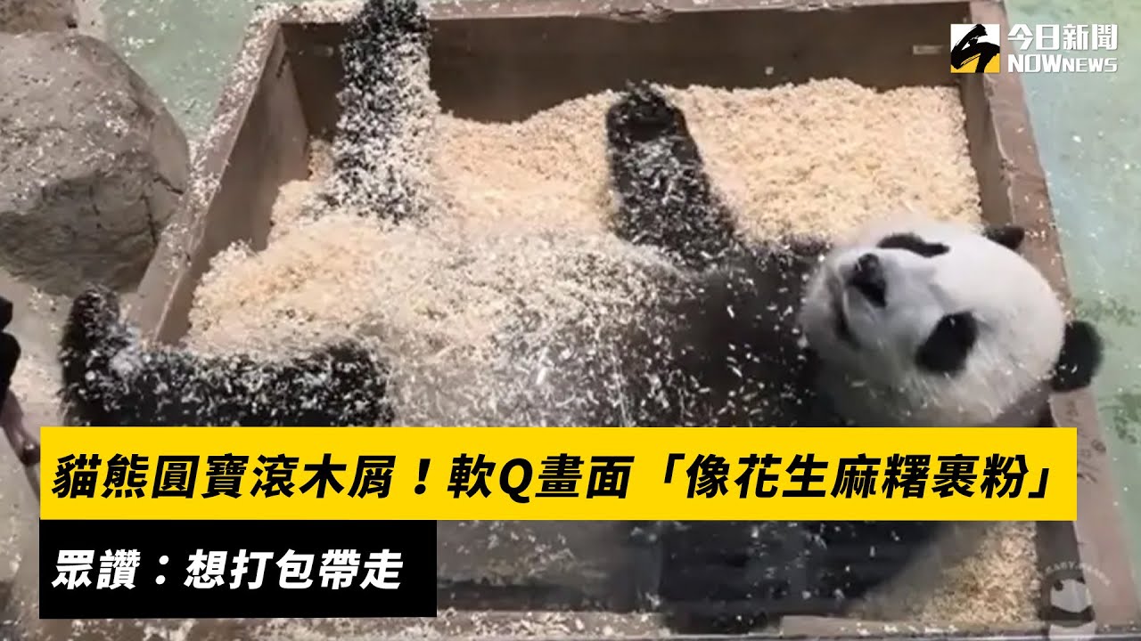 貓熊圓寶滾木屑！軟Q畫面「像花生麻糬裹粉」　眾讚：想打包帶走｜NOWnews