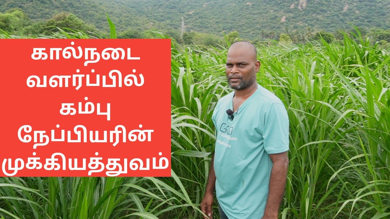 பால் உற்பத்தியை அதிகரிக்கும் கம்பு நேப்பியர் | KAMBU NAPIER Grass